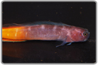 Bicolor Blenny